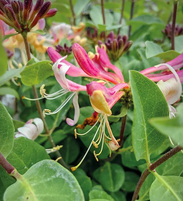 Sarah Raven Plants Lonicera Strawberries and Cream Pflanze 3L Topf