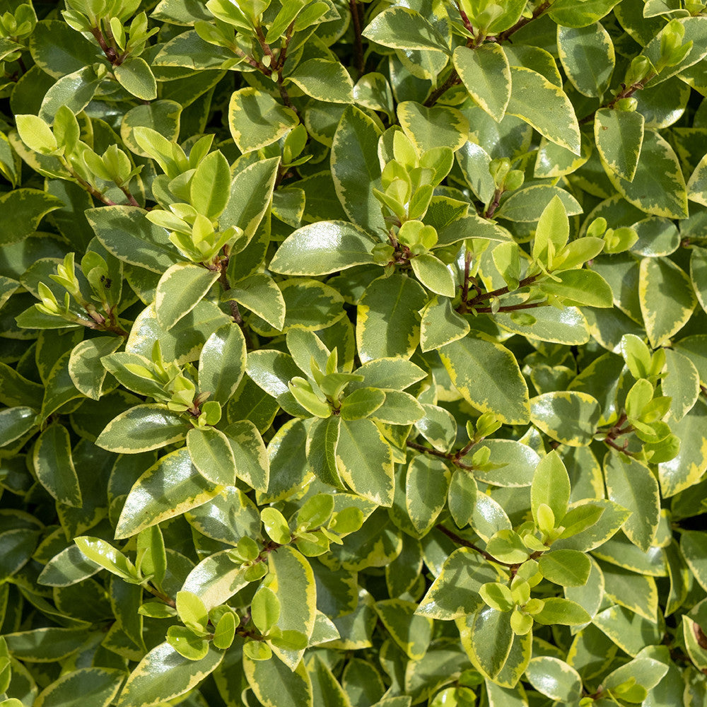 Sarah Raven Plants Pittosporum Glo Ball Strauch 2-Liter-Topf