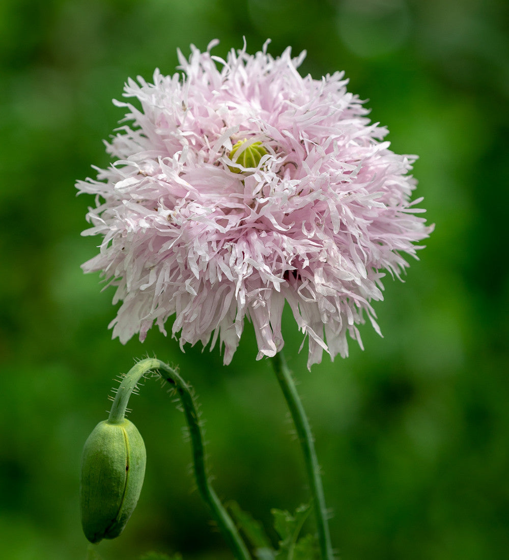 Sarah Raven Seeds Papaver Lilac Pompom Samen 750 Samen Rosa Gefüllt