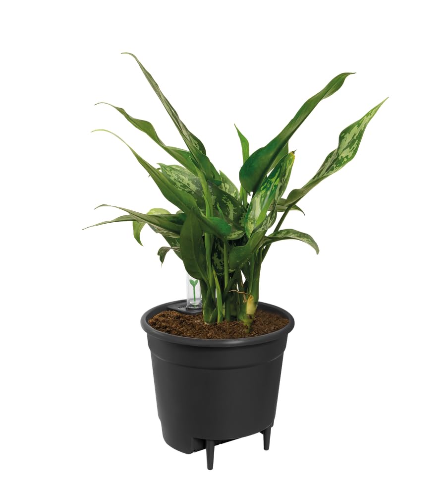 elho Bewässerungssystem 24 cm Living Schwarz Selbstbewässerung