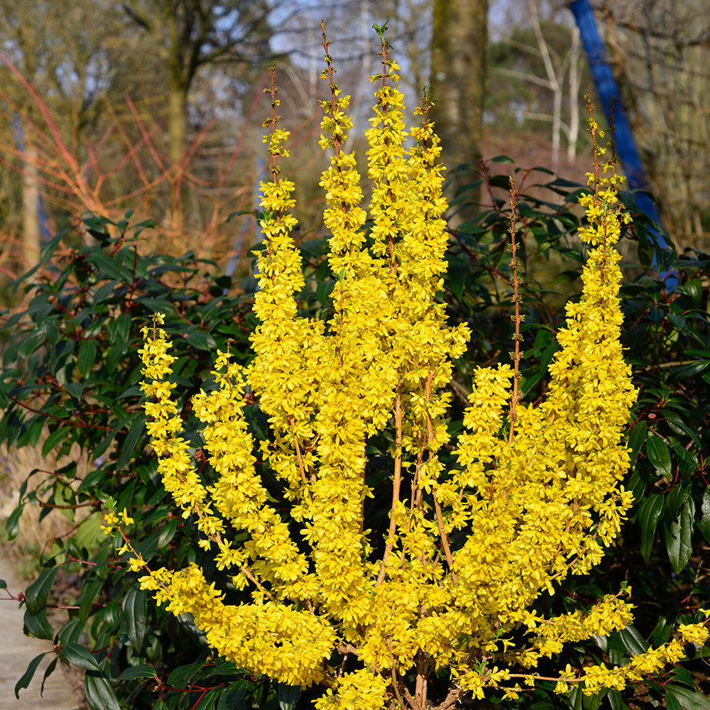 Sarah Raven Plants Forsythia Mikador Strauch 2 Liter Topf gelb