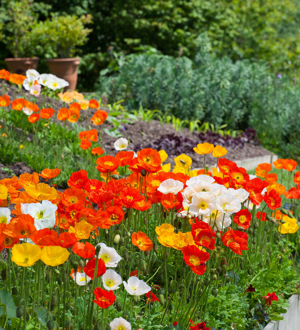 Sarah Raven Plants Papaver Champagne Bubbles Mix Islandmohn 6x 9cm