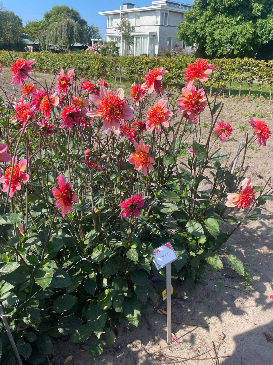 Sarah Raven Bulbs Dahlia Lava Glow Dahlienknollen Orange