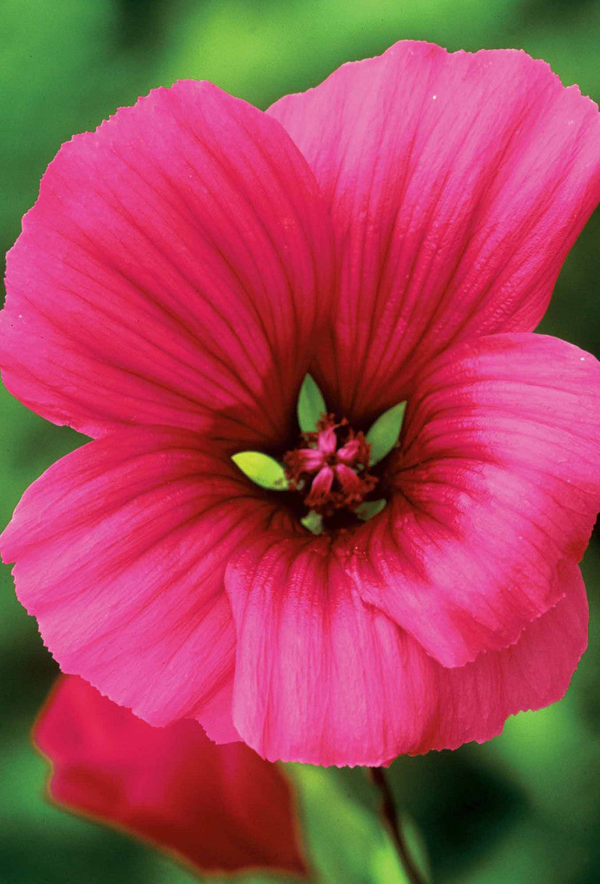 Sarah Raven Seeds Malope Vulcan Samen 70 Stück magenta
