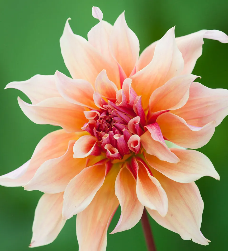Sarah Raven Bulbs Dahlia Labyrinth Dahlienknolle 1 Knolle rosa