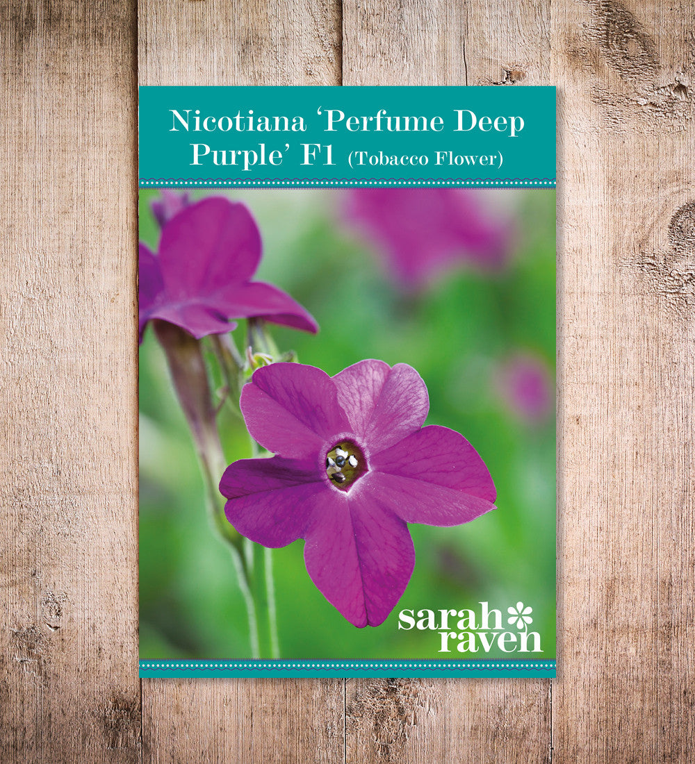 Sarah Raven Perfume Purple Nicotiana 50 Samen violett