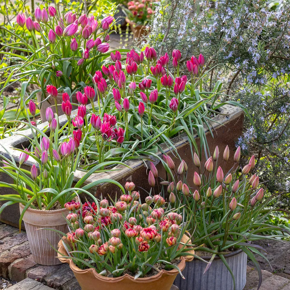 Sarah Raven Bulbs Species Tulpen Kollektion Blumenzwiebeln 60 Stück