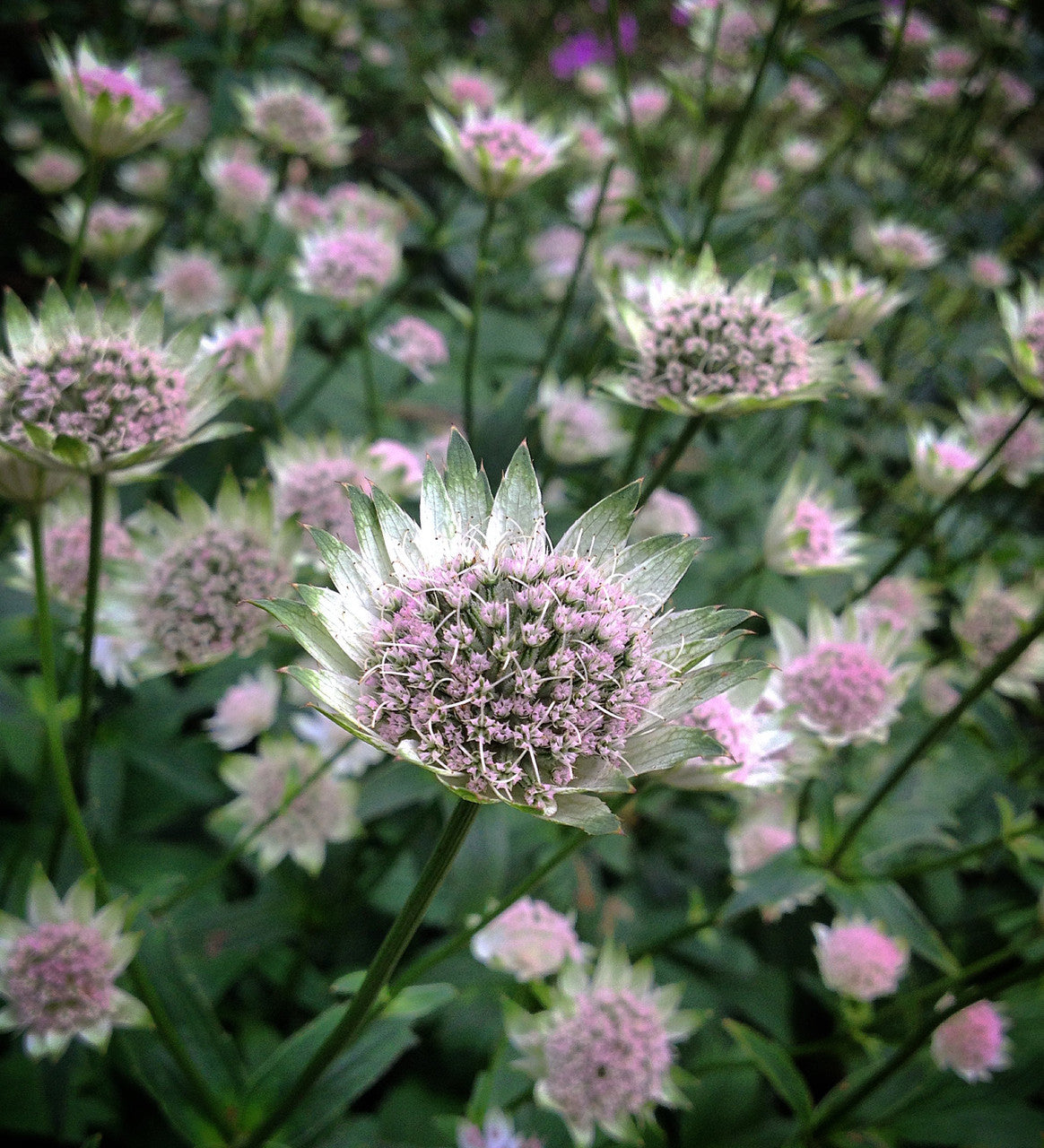 Sarah Raven Plants Astrantia Buckland Staude 3x9cm rosa-weiß