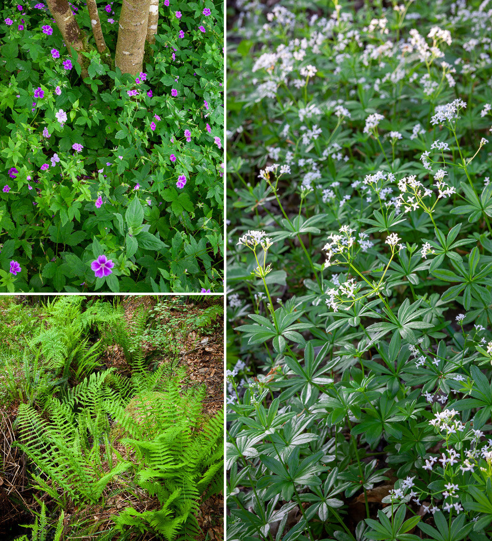 Sarah Raven Plants Shady Border Pflanzen 18x 9cm Schatten