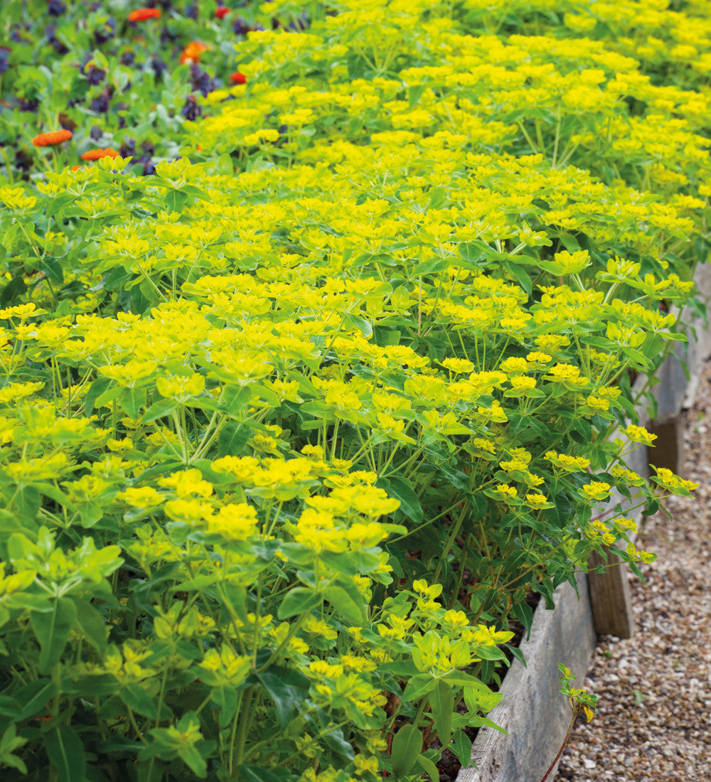 Sarah Raven Plants Euphorbia oblongata 45 Samen Grün