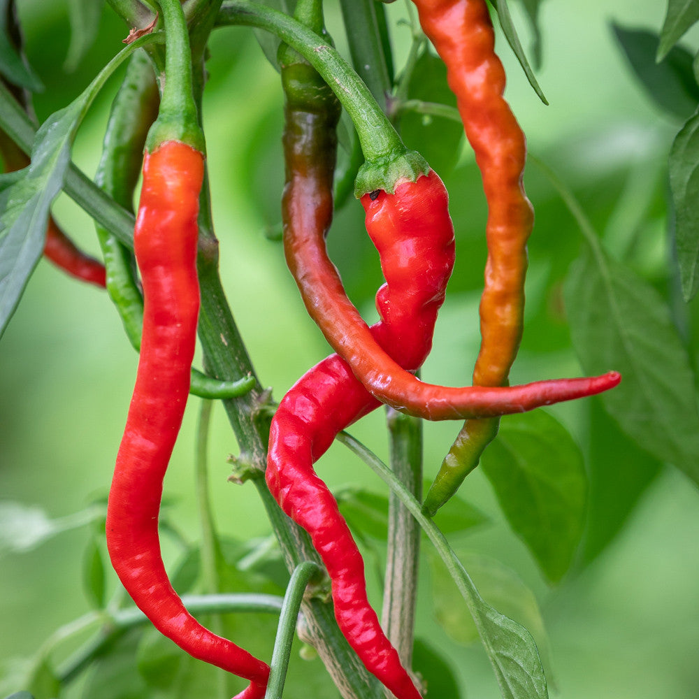 Sarah Raven Seeds Chili Hot Cayenne Samen 20 Samen scharf