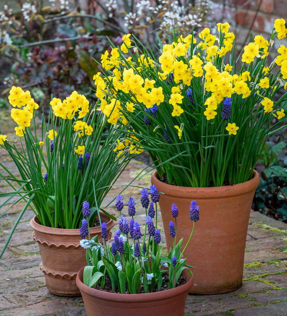 Sarah Raven Dutch Yard Narcissus Collection Blumenzwiebeln 40 Stück duftend