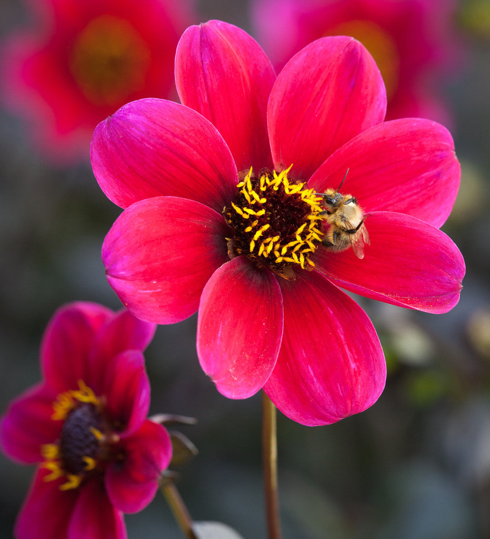 Sarah Raven Plants Dahlia Roxy Pflanzen 3x 9cm magenta