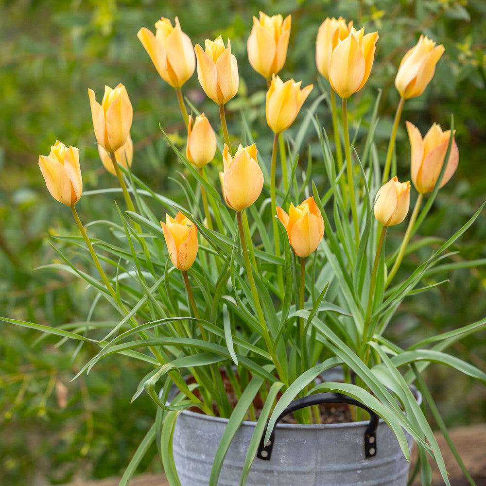 Sarah Raven Bulbs Tulipa Bronze Charm Blumenzwiebeln 10 Stück