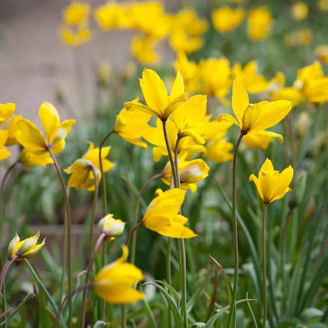 Sarah Raven Bulbs Tulip sylvestris Blumenzwiebeln 10 gelb duftend