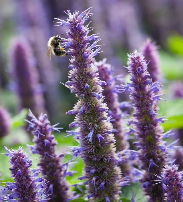 Sarah Raven Seeds Agastache Duftnessel Samen 200 Stück