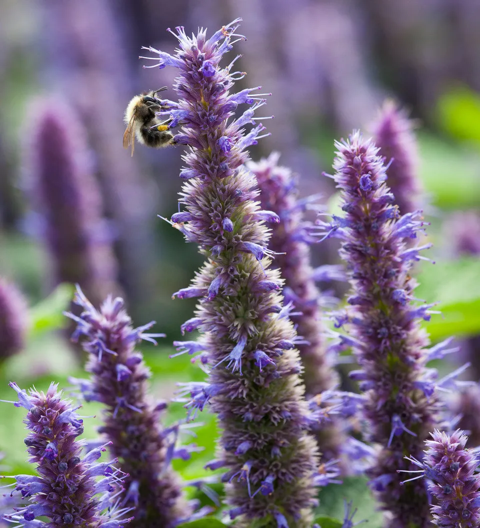 Sarah Raven Seeds Agastache Duftnessel Samen 200 Stück