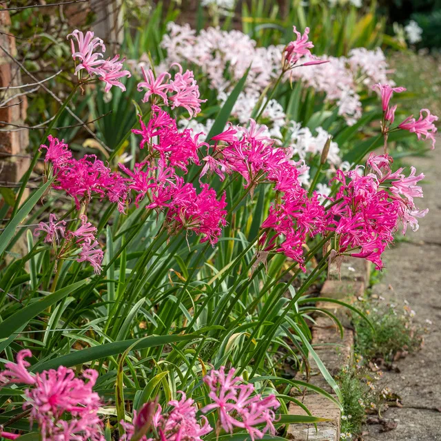 Sarah Raven Bulbs Border Nerine Collection Blumenzwiebeln 25