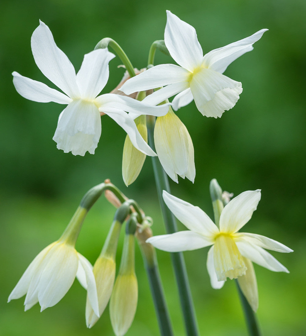 Sarah Raven Bulbs Scented White Narcissus Collection Blumenzwiebeln 30 Stück duftend weiß