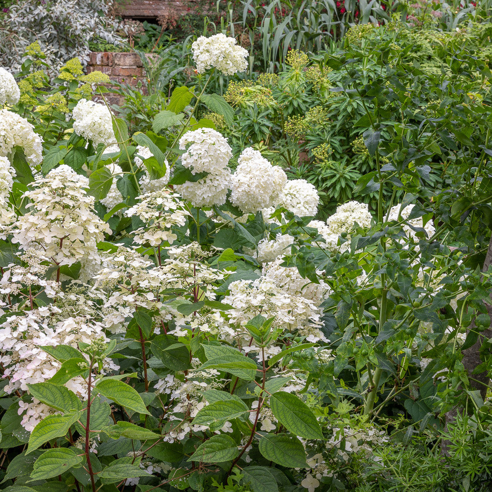 Sarah Raven Plants North Facing Hydrangea Border Pflanzen 3 Stück Schatten
