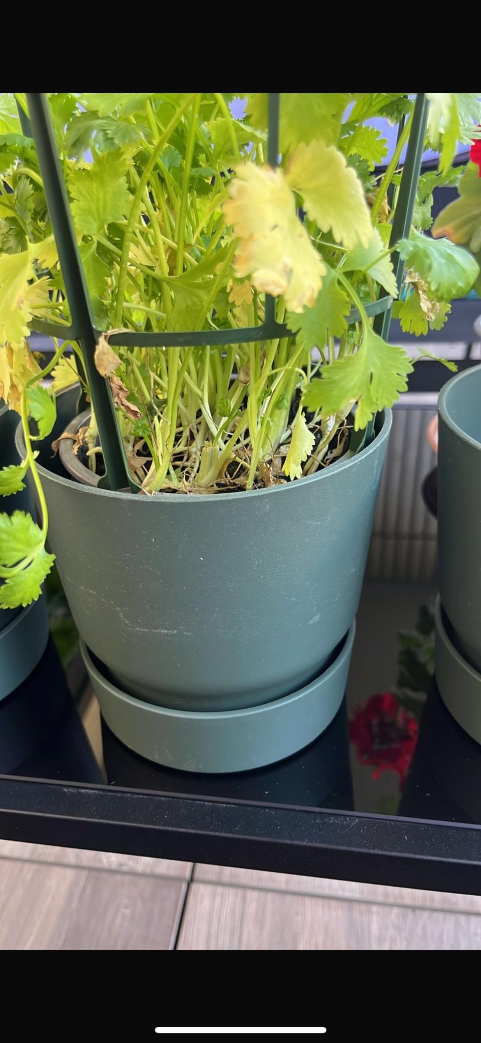 elho Greenville Rund 25 cm Blumentopf Living Schwarz frostbeständig