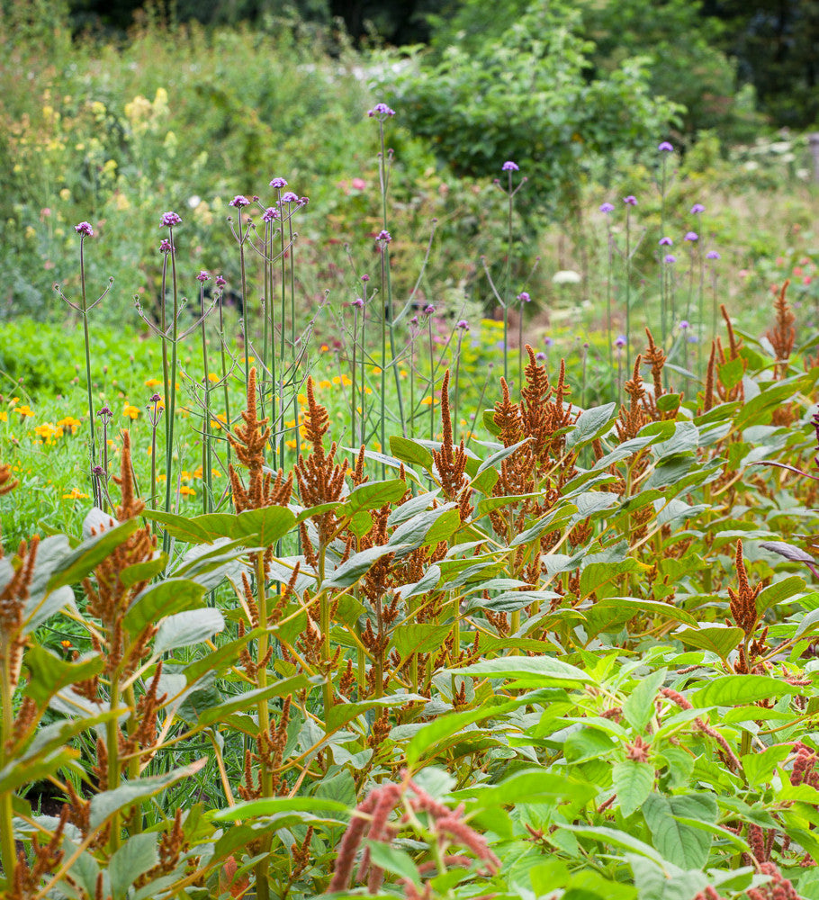 Sarah Raven Seeds Amaranthus Hot Biscuits Samen 750 Samen kupfer