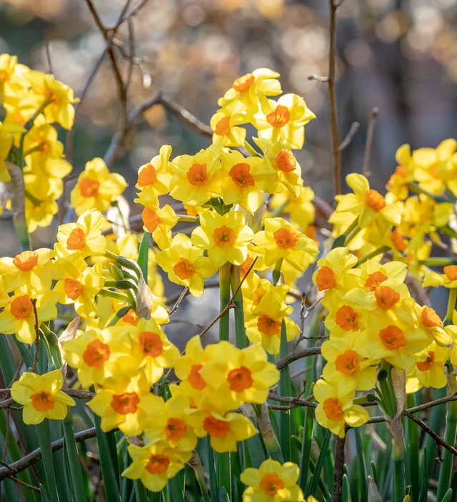 Sarah Raven Bulbs Narcissus Martinette Blumenzwiebeln 15 Zwiebeln duftend