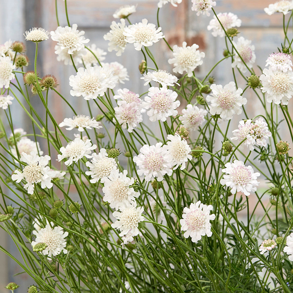 Sarah Raven Plants Scabiosa Kudo White Pflanze 3x 9cm weiß