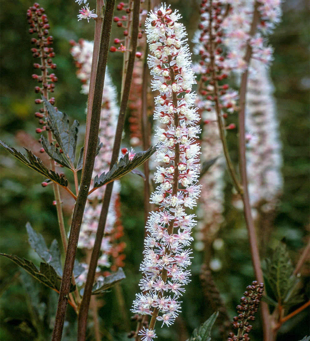 Sarah Raven Actaea Brunette Staude 3x 9cm Topf schatten