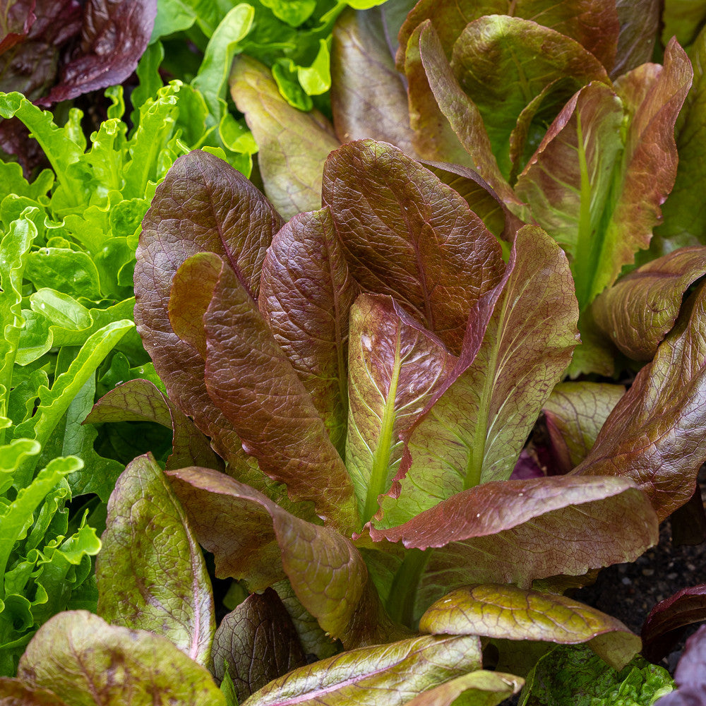 Sarah Raven Seeds Salat Rouge dHiver Samen 200 Stück bronze-rot