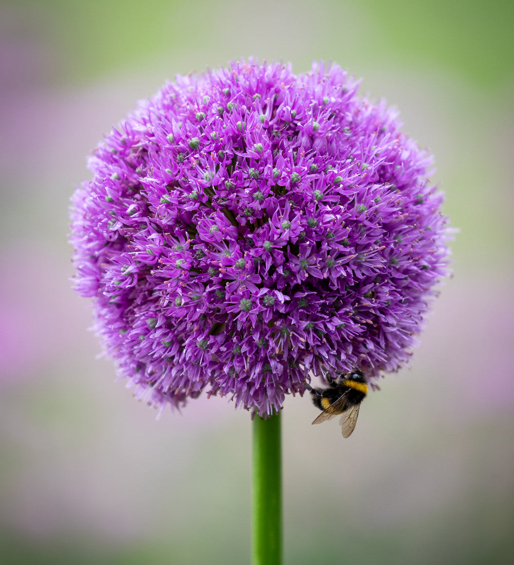 Sarah Raven Parham Allium Blumenzwiebeln 15 Stück lila Mix