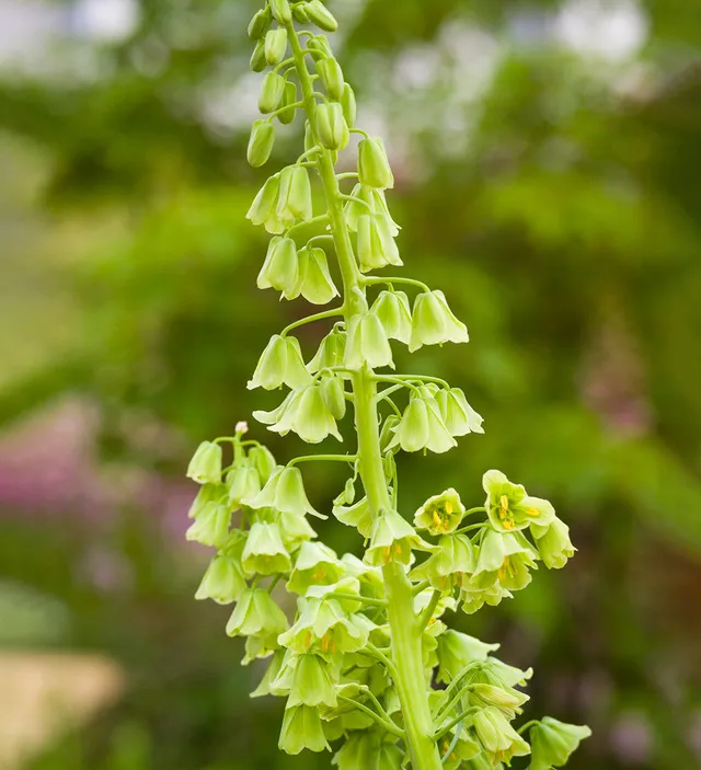 Sarah Raven Bulbs Fritillaria Ivory Bells Blumenzwiebeln 3 Stück grün