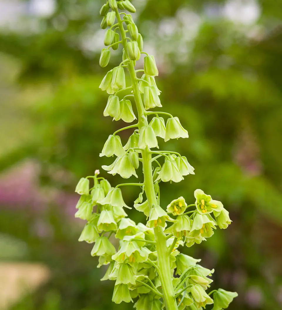 Sarah Raven Bulbs Fritillaria Ivory Bells Blumenzwiebeln 3 Stück grün