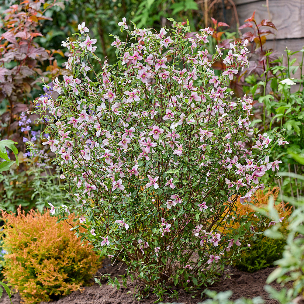Sarah Raven Plants Philadelphus Petite Perfume Pink Pflanze 2L Topf rosa