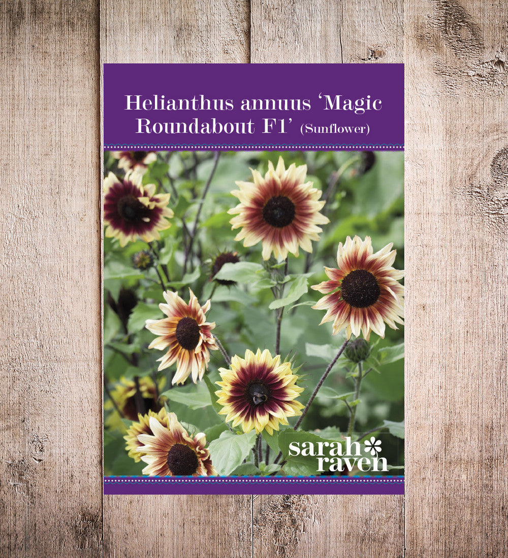 Sarah Raven Seeds Helianthus Magic Roundabout F1 Sonnenblume 50 Samen
