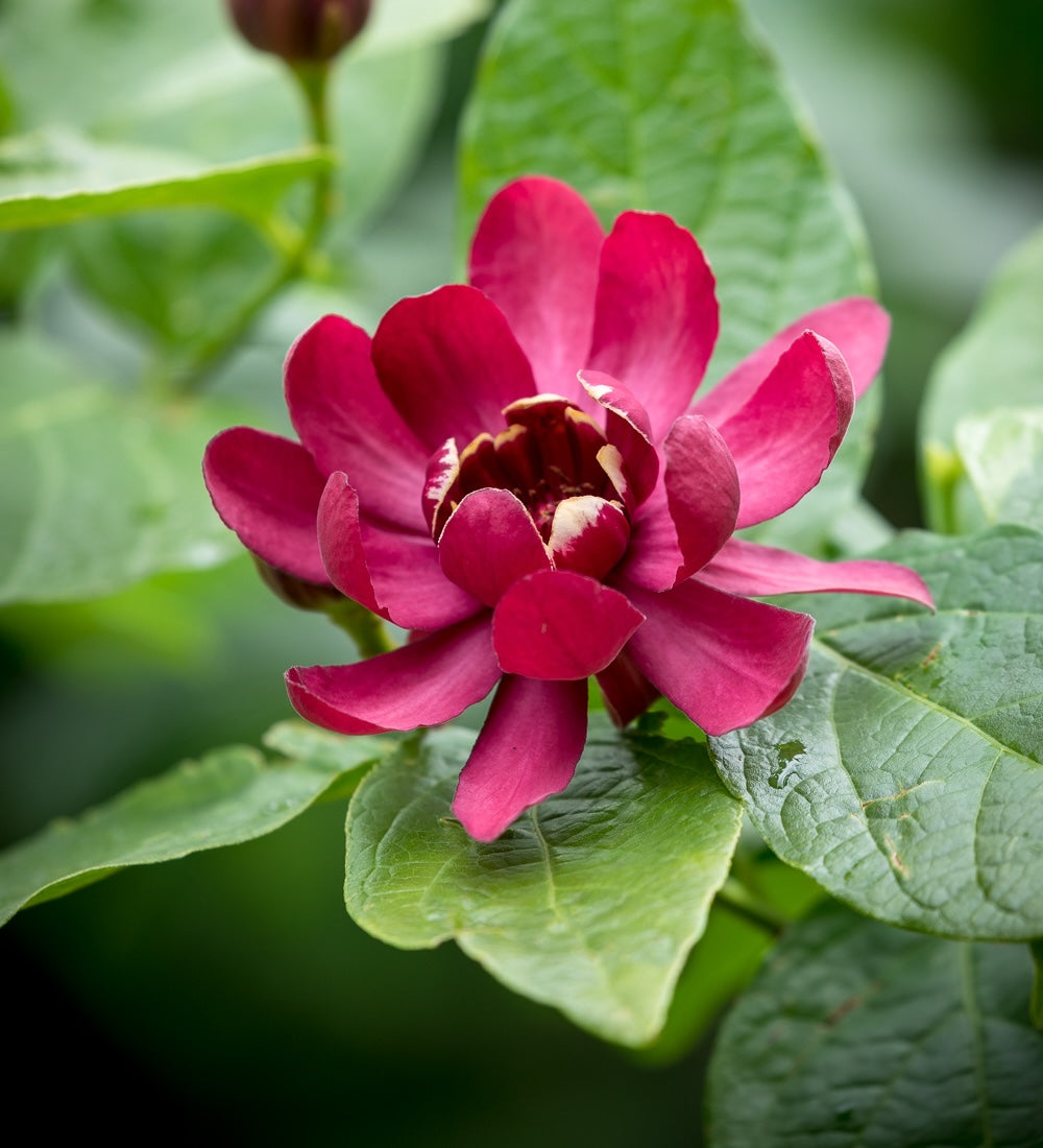 Sarah Raven Plants Calycanthus Aphrodite Pflanze 2 Liter Topf