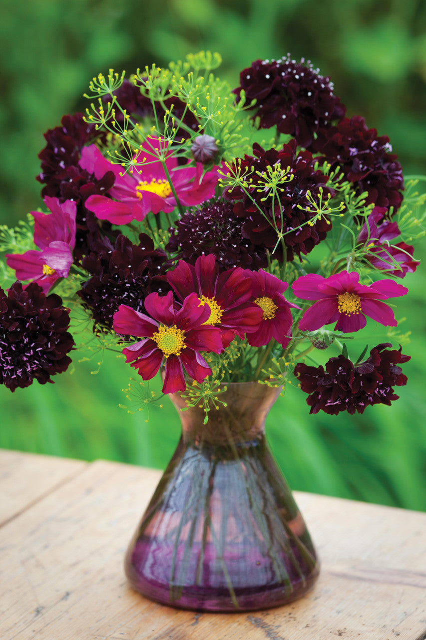 Sarah Raven Seeds Cosmos bipinnatus Dazzler 100 Samen karminrosa