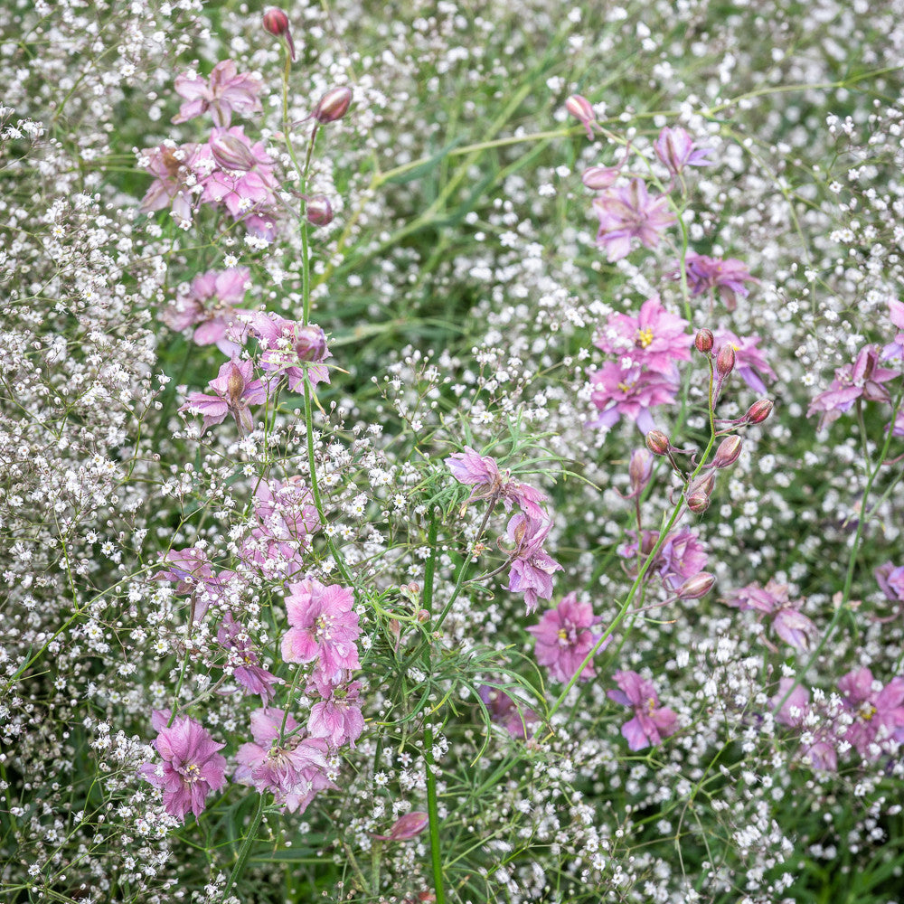 Sarah Raven Seeds Sea Mist Blumensamen 2 Packungen Schnitt