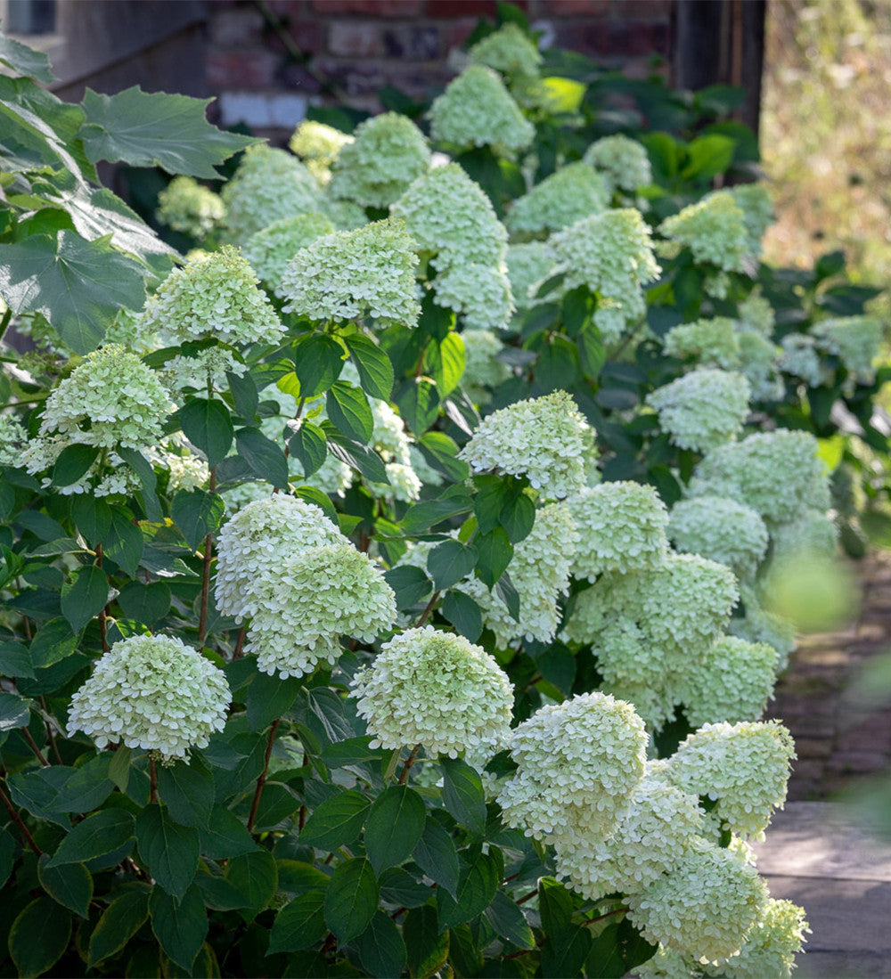 Sarah Raven Plants Hydrangea Limelight Hortensie 2 Liter Topf grün