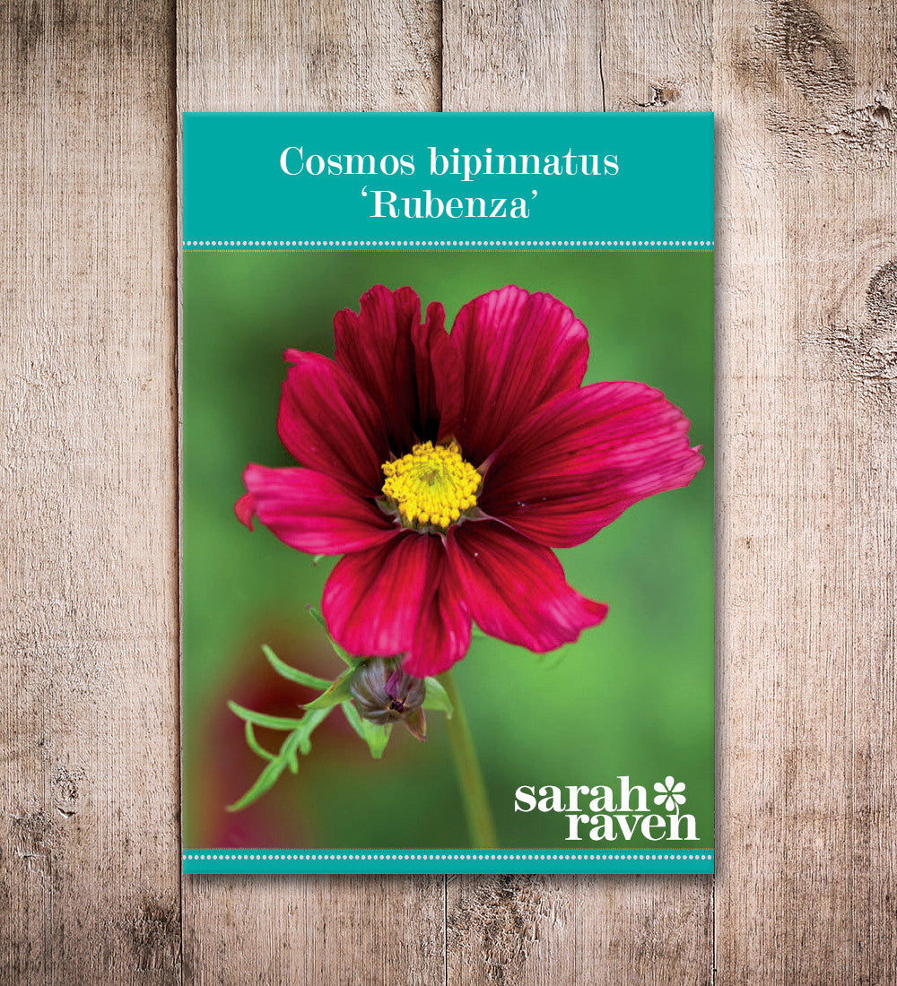 Sarah Raven Plants Cosmos Rubenza Samen 40 Samen dunkelrot