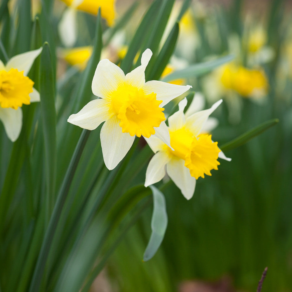 Sarah Raven Bulbs Narcissus Lobularis Blumenzwiebeln 20 Stk gelb
