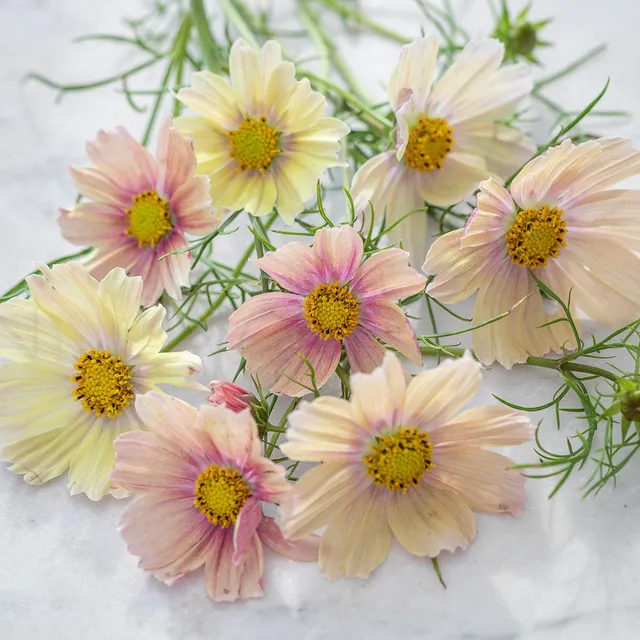 Sarah Raven Plants Cosmos Apricot Lemonade Schmuckkörbchen 30 Samen