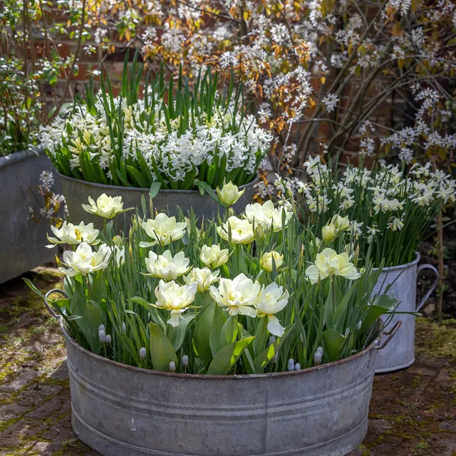 Sarah Raven Bulbs White Garden Blumenzwiebeln 80 Weiss Mix