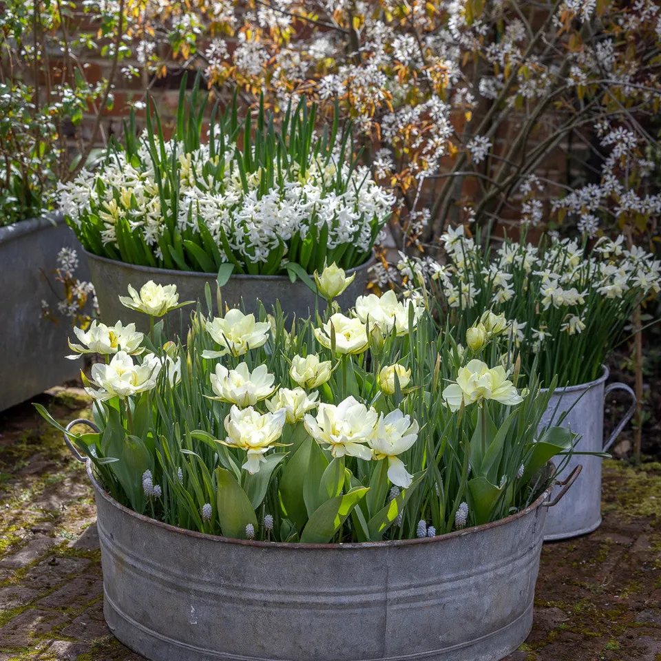 Sarah Raven Bulbs White Garden Blumenzwiebeln 80 Weiss Mix