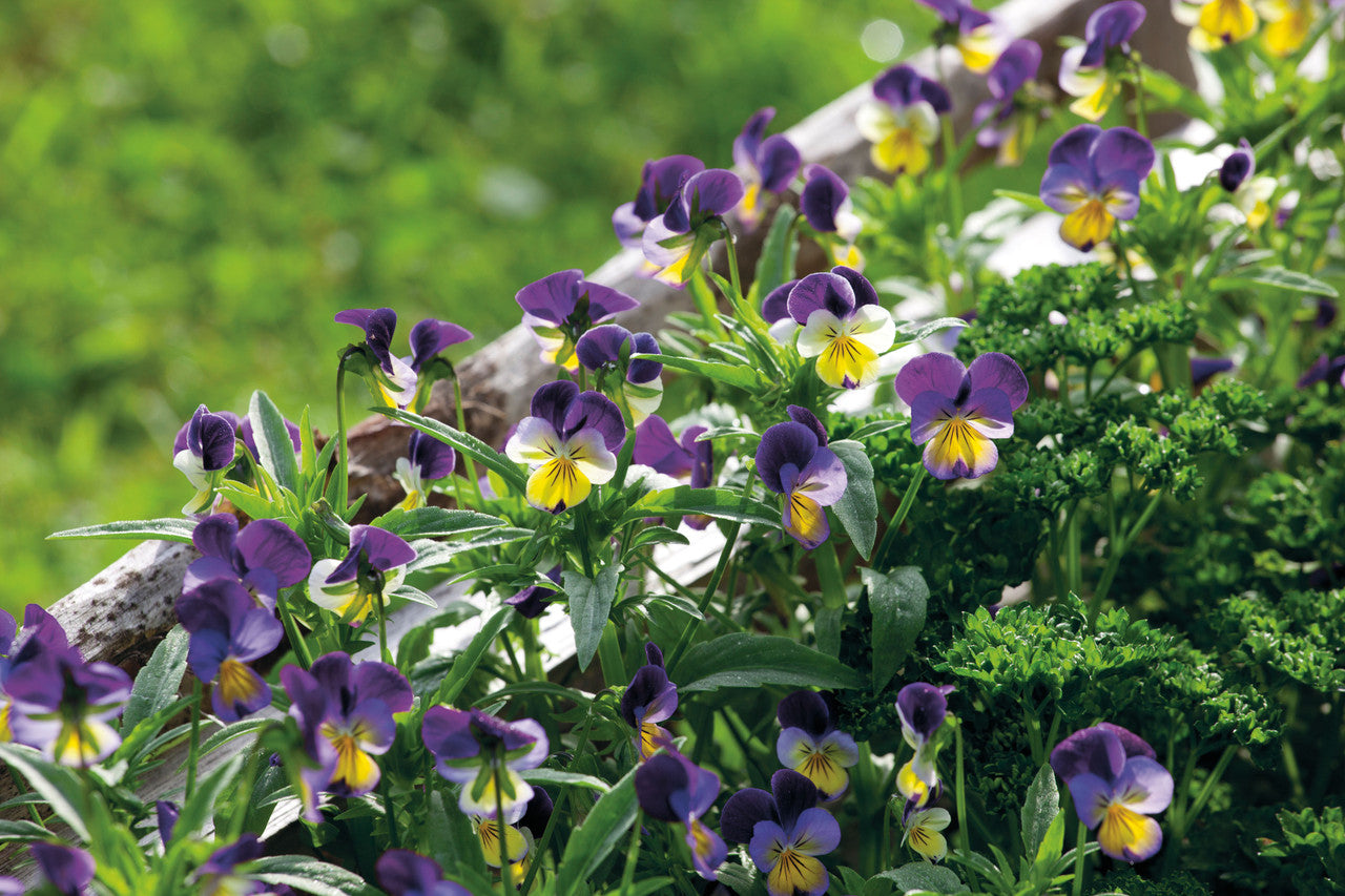 Sarah Raven Viola Tricolor Hearts Ease Samen 100 Stück