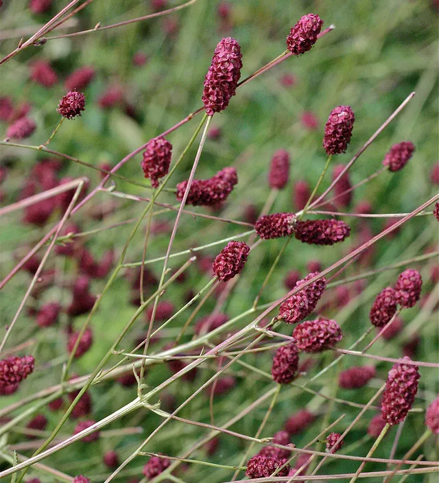Sarah Raven Plants Sanguisorba Crimson Queen Staude 3x 9cm Topf