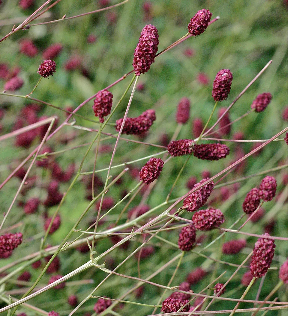 Sarah Raven Plants Sanguisorba Crimson Queen Staude 3x 9cm Topf