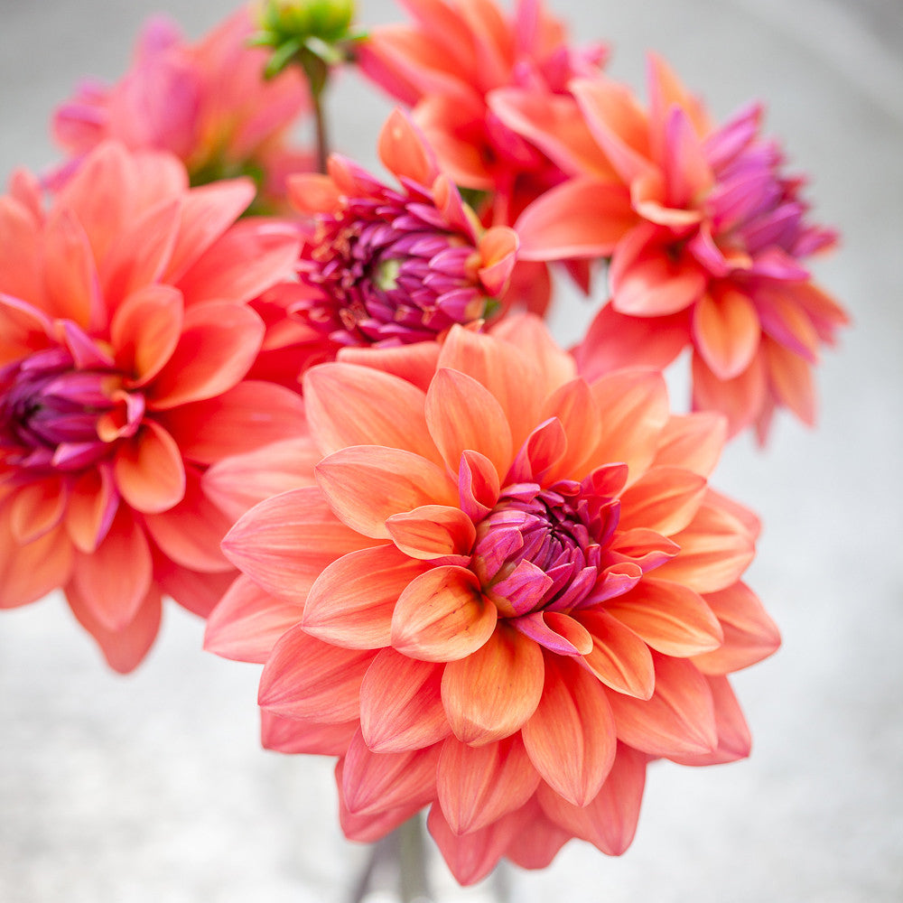 Sarah Raven Bulbs Dahlia American Dawn Knolle 1 Koralle Beetdahlie