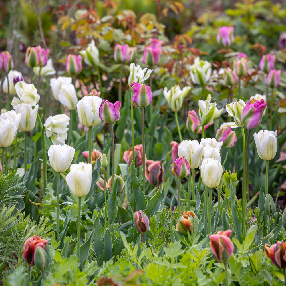 Sarah Raven Bulbs Super Perennial Tulpenmischung 30 Blumenzwiebeln