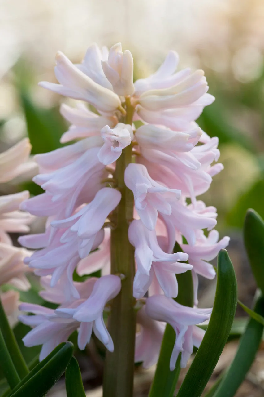 Sarah Raven Bulbs Hyacinthus China Pink Hyazinthen 5 Stück rosa